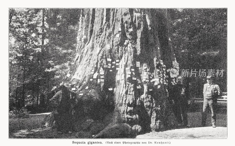 巨型红杉(Sequoiadendron giganteum)，美国加州，半色调印刷，1899年出版